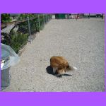 Belle in Dog Run.jpg